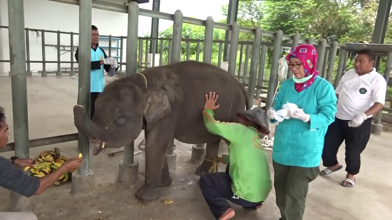 Kondisi Erin saat ini (Gajah berbelalai Buntung)