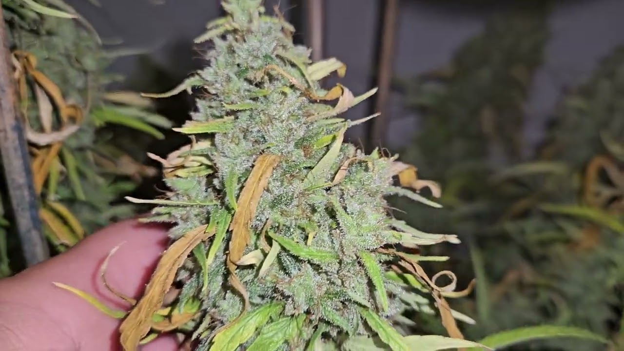 pure landrace sativa Ace seeds Malawi