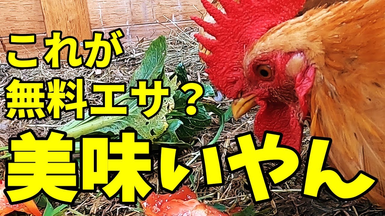 今日も鶏の無料エサを求め独り歩く【鶏飼育】 43話目