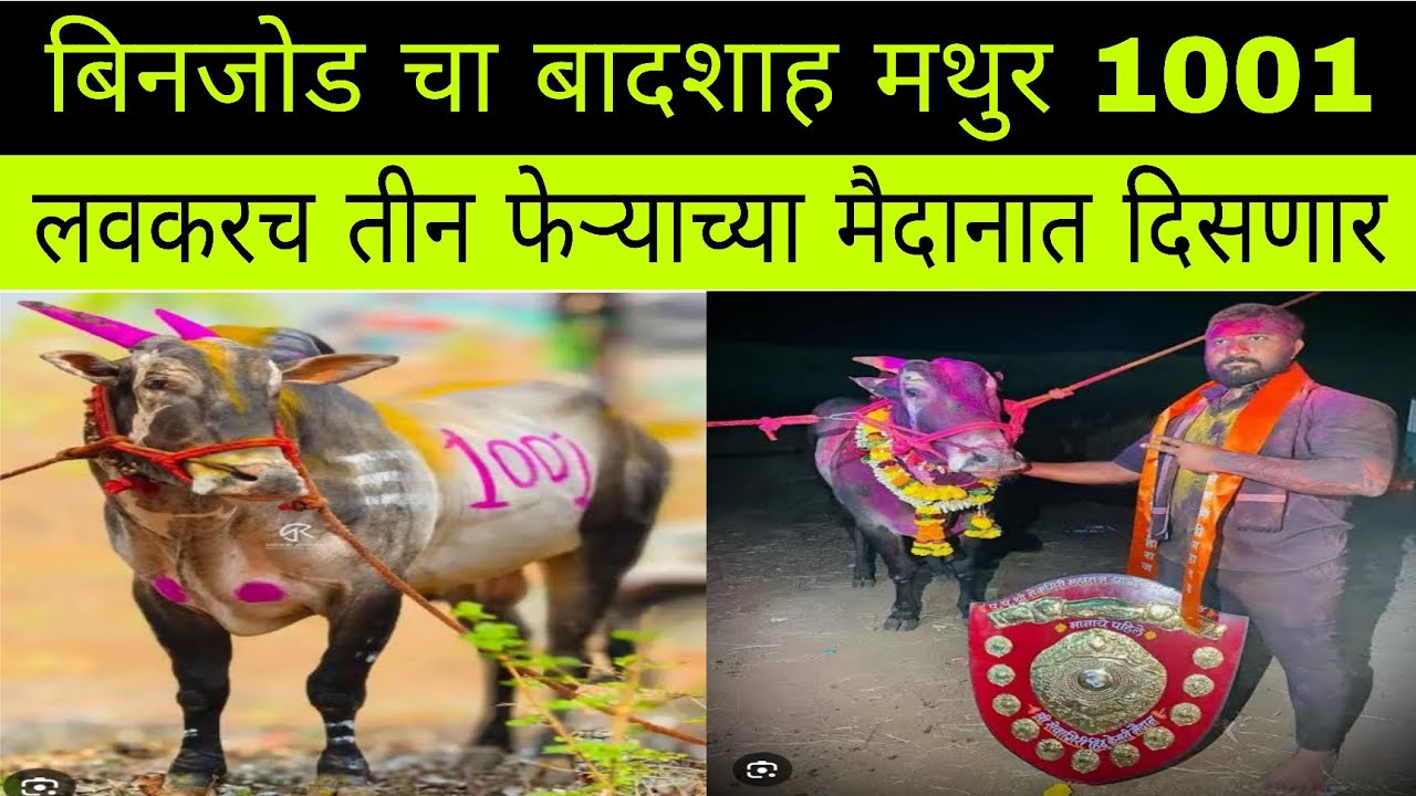बिनजोड चा बादशाह मथुर 1001 लवकरच तीन फेऱ्याच्या मैदानात कमबॅक करताना दिसेल 