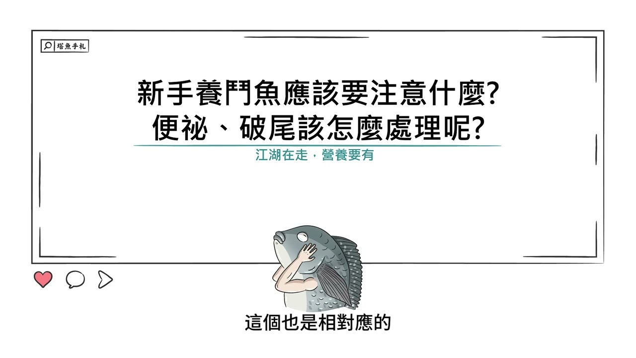 [水族大大不要聽]Ep64 新手養鬥魚要注意什麼事情? 鬥魚便秘或破尾該如何處理呢?