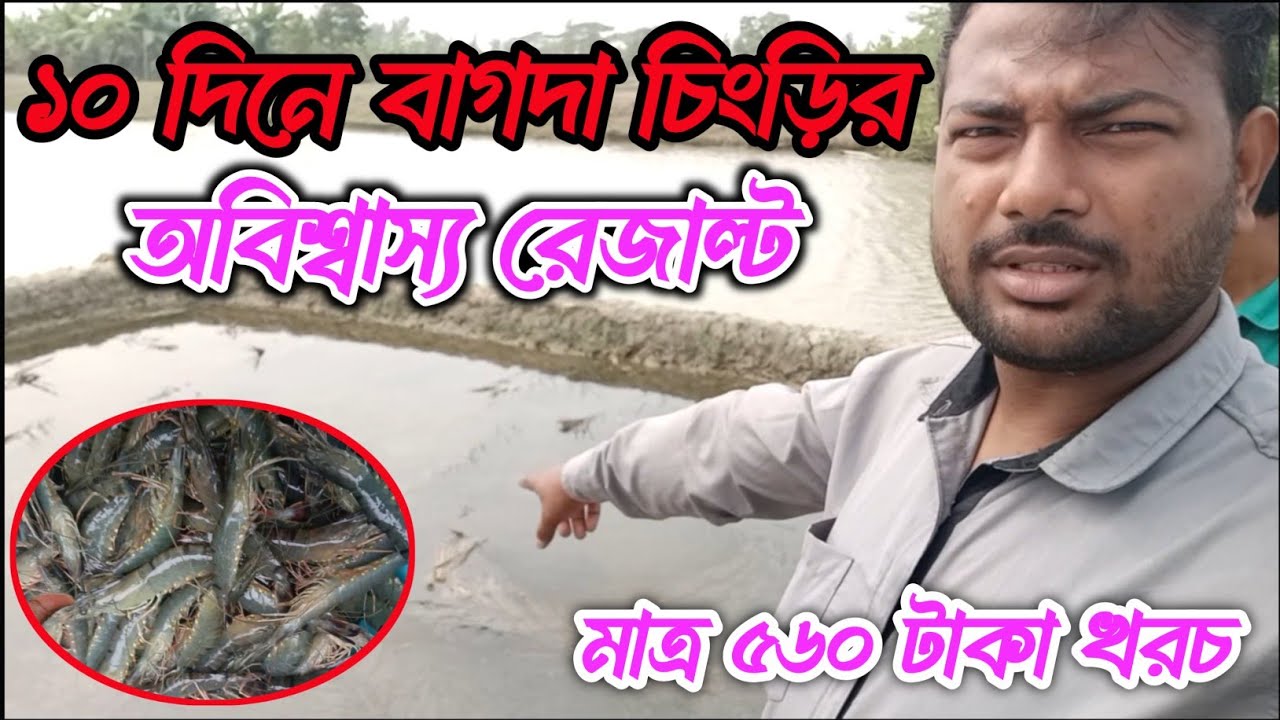 মাত্র ৫৬০ টাকা খরচ করে বাগদা চিংড়ির অবিশ্বাস্য রেজাল্ট দেখুন।