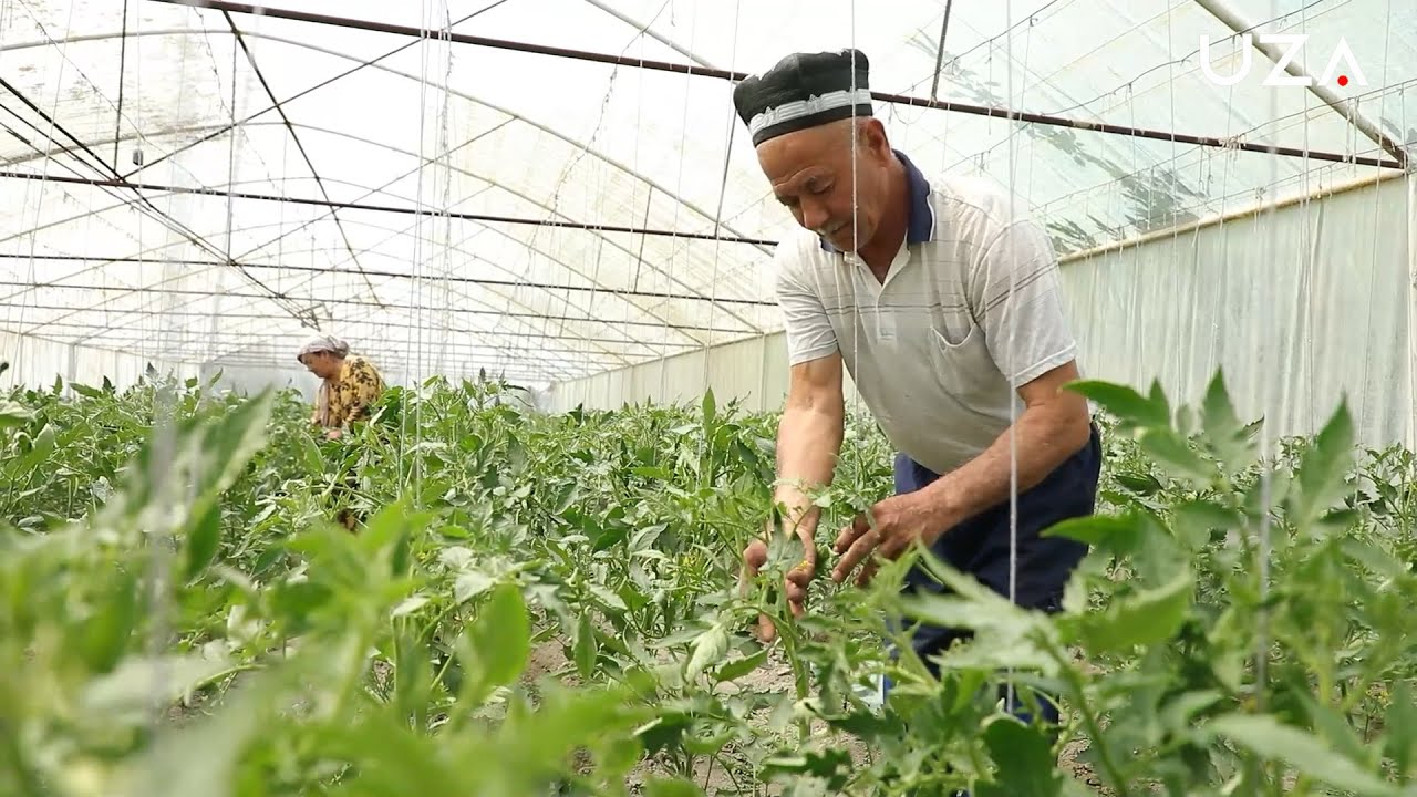 3 sotix yerdan 90 million soʻm daromad olish mumkinmi?