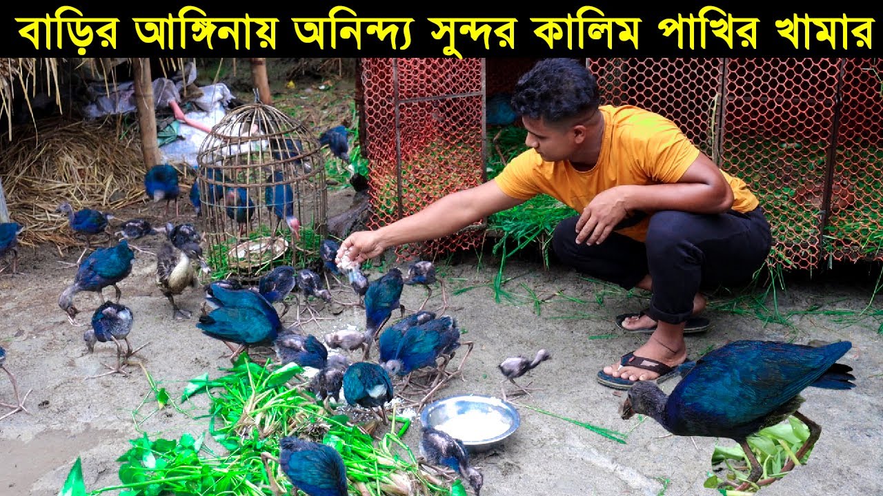 বাড়ির আঙ্গিনায় মুক্তচারন পদ্ধতিতে অনিন্দ্য সুন্দর কালিম পাখির খামার করে সফল ময়মনসিংহের আসাদুজ্জামান।