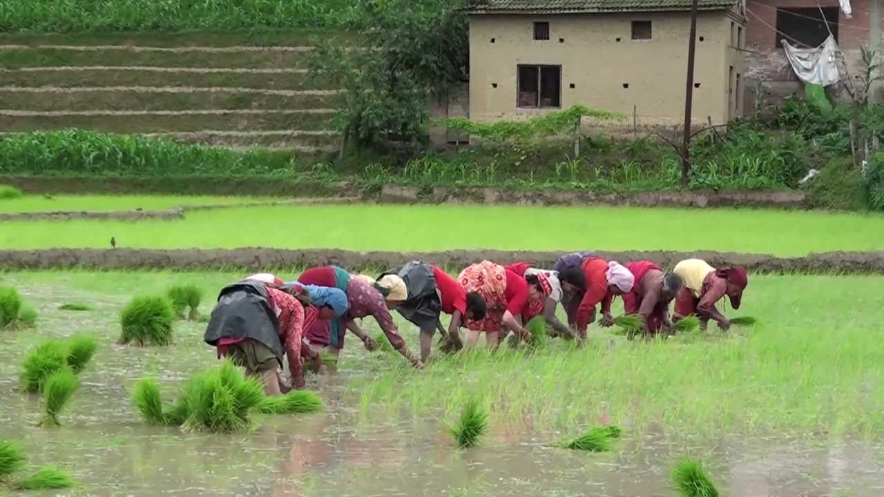 Cultivation of Rice in Nepal,  Part-1 .. HD