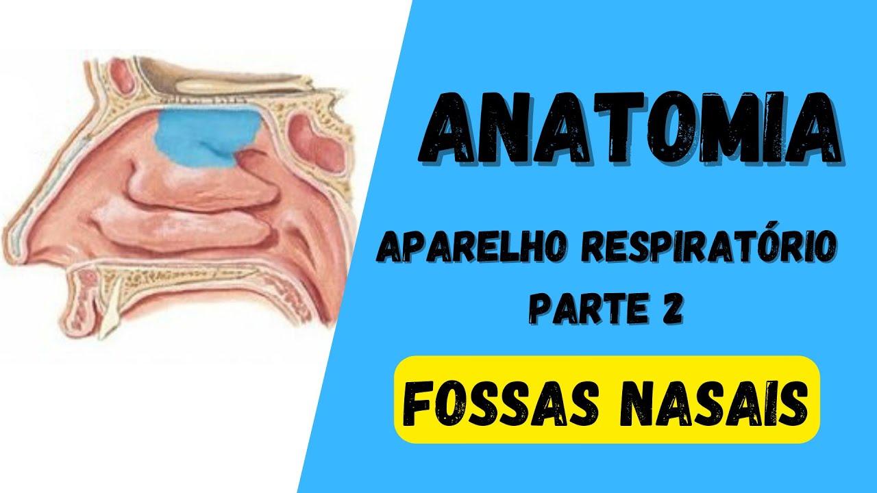 ANATOMIA HUMANA - Aparelho respiratório (Parte 2) - Fossas Nasais