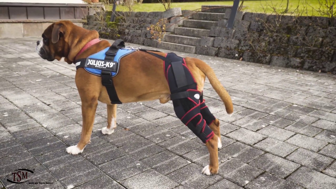 TSM Kniebandage „Carthago“ für Hunde 7535 Messen und Anlegen