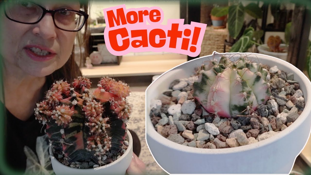Variegated Gymno, Monkey Tail Repot, and Cactus Styling! 🌵