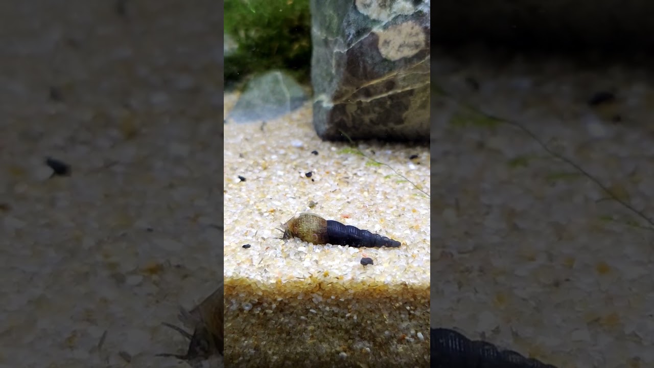 Malaysian Trumpet Snail 
