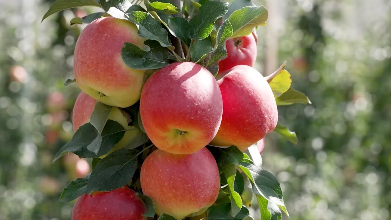 ALTO ADIGE-S&Uuml;DTIROL: SAMBOA, LA NUOVA MELA DAL GUSTO ECCELLENTE