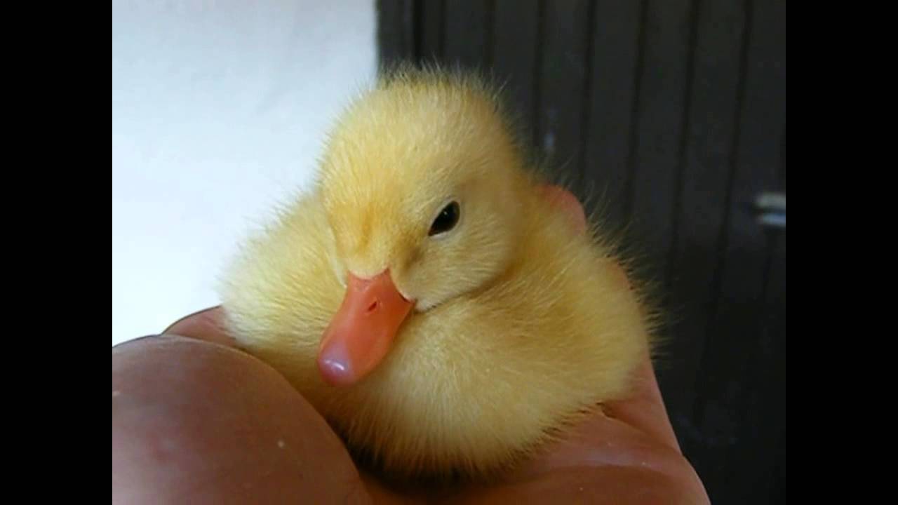 Sleepy Duckling at Seaview Wildlife Encounter