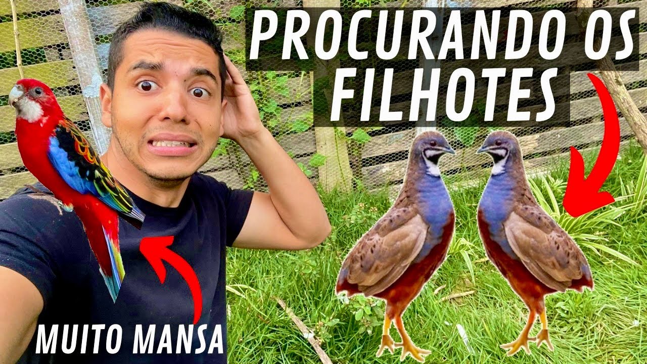 Procurando filhotes de codorna chinesa | Rosela Mansa | Aves Recriar