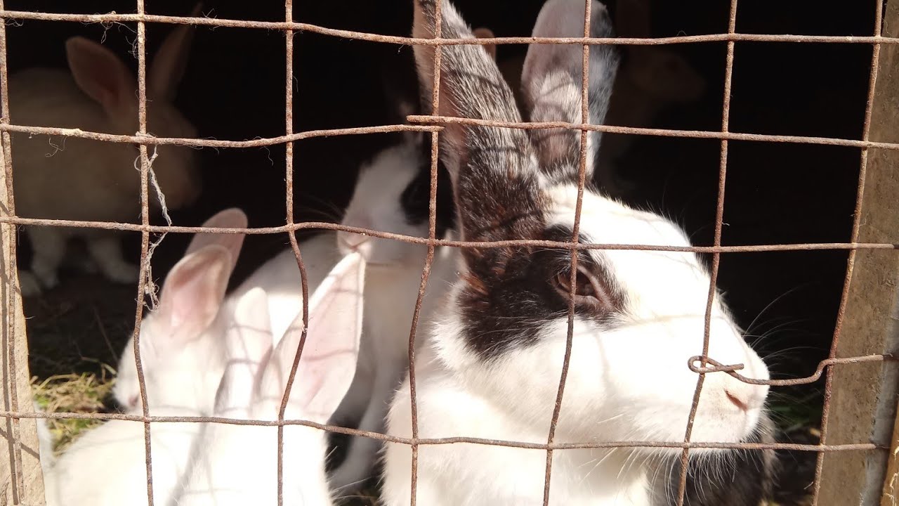 Curious little things #bunnies 