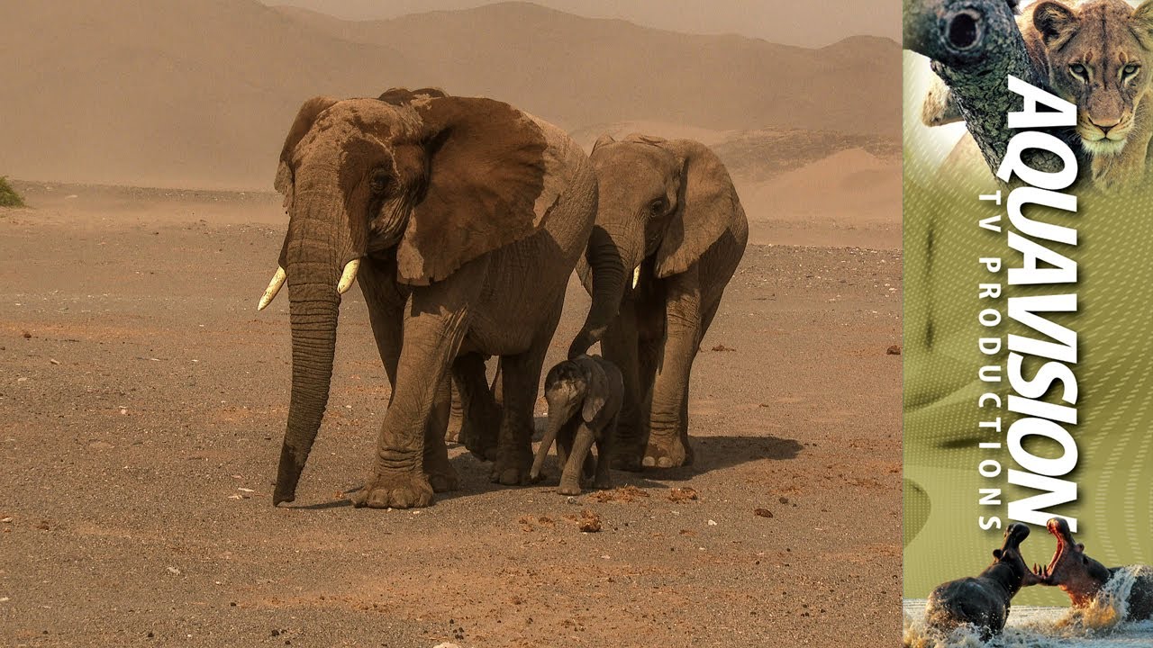 Namib desert adapted Elephants with young calf suckling  | UltraHD 4K+ Stock Footage