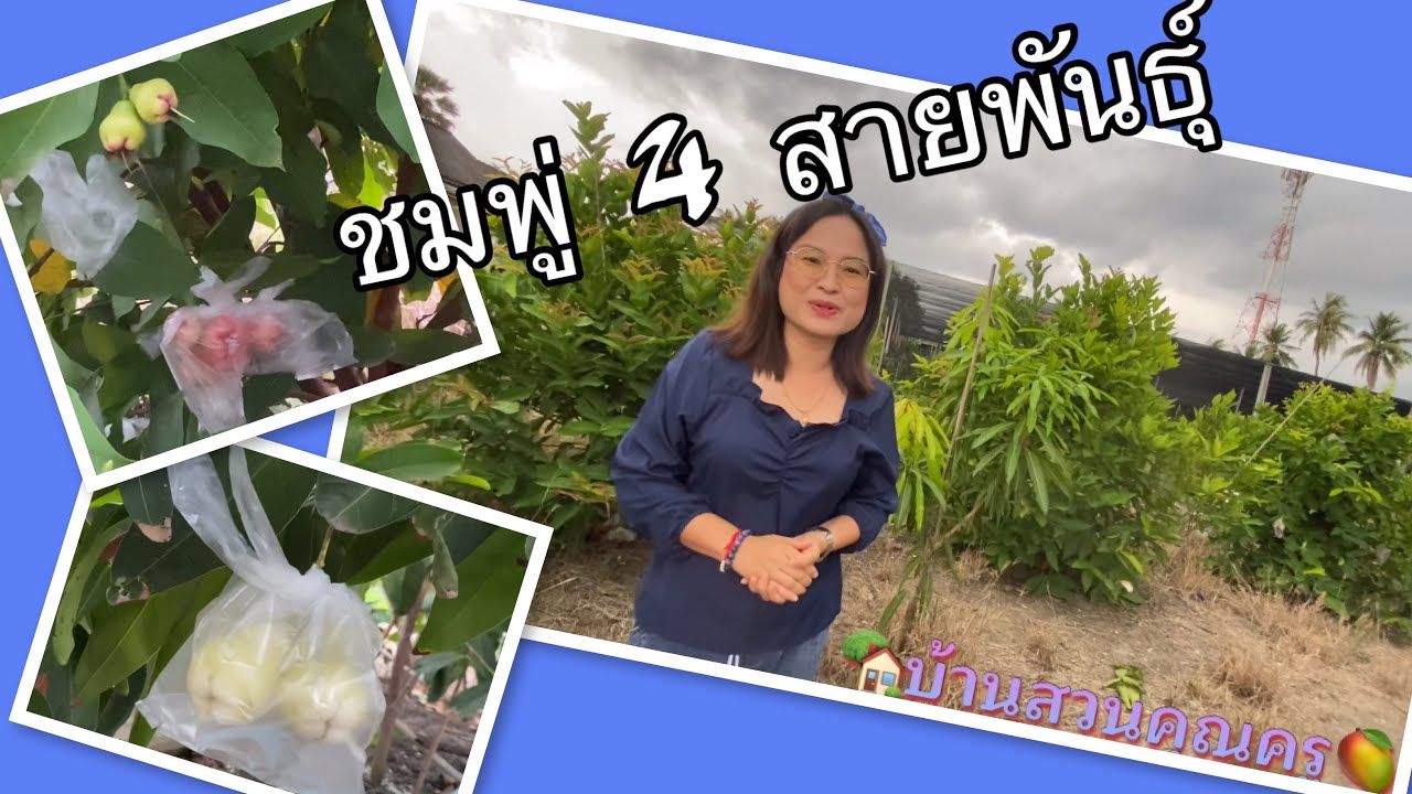 ครูเติ้ล พาชม ชมพู่สายพันธุ์อินโด แท้   สายพันธุ์เวียดนาม  1 ปี￼ ติดผล เต็มต้น