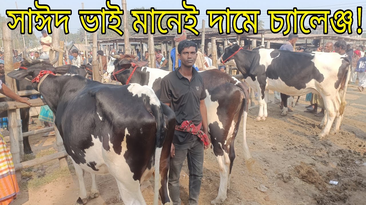 সবার প্রিয় সাঈদ ভাইয়ের ১০ থেকে ১৫ লিটার দুধের মাথা নষ্ট করা গাভীর কালেকশন! কাস্টমার দের মেলা