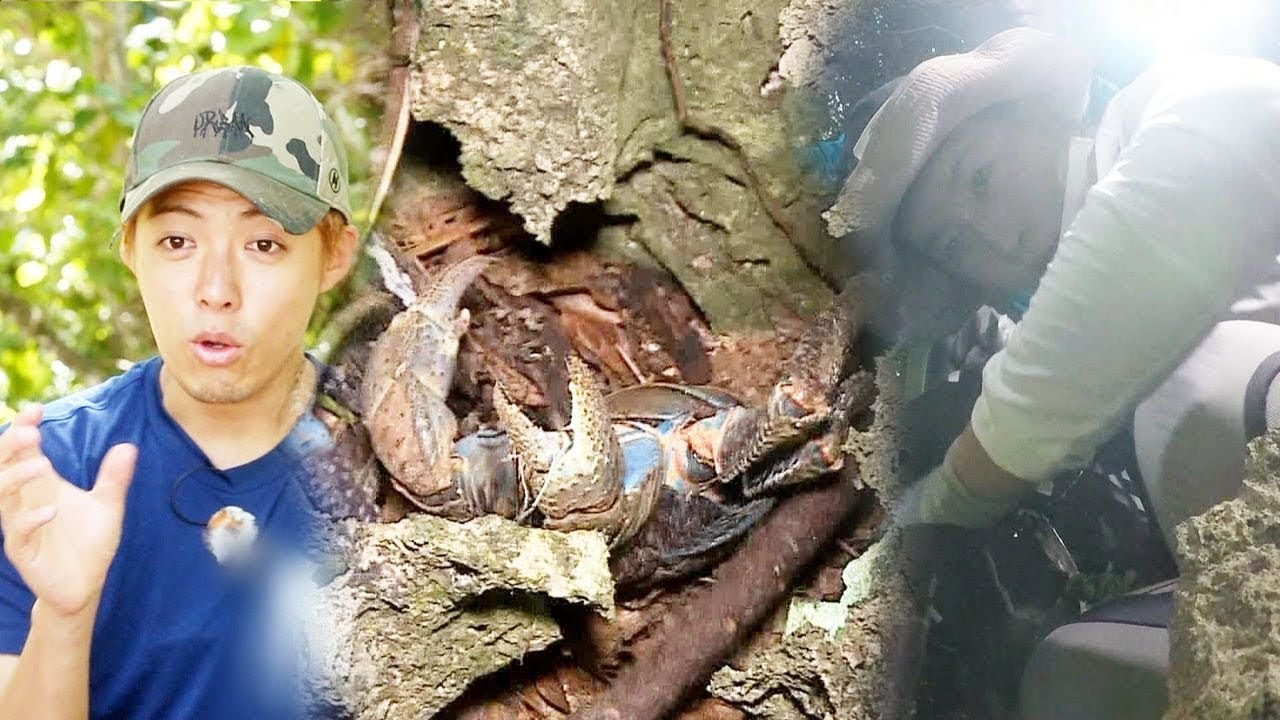 박세리·강남, 물샐틈없는 환상 복식조 ‘코코넛 크랩 사냥’ @김병만의 정글의 법칙 297회 20171229