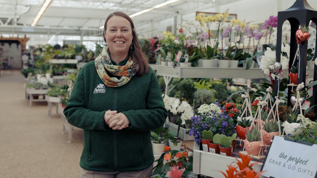 PETITTI | What's in Store February 2026