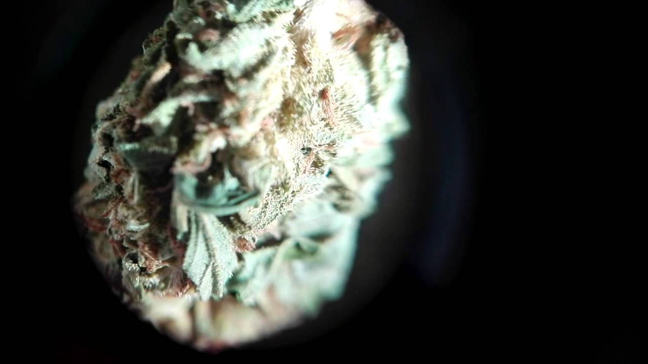 Thc. Zoom good bud