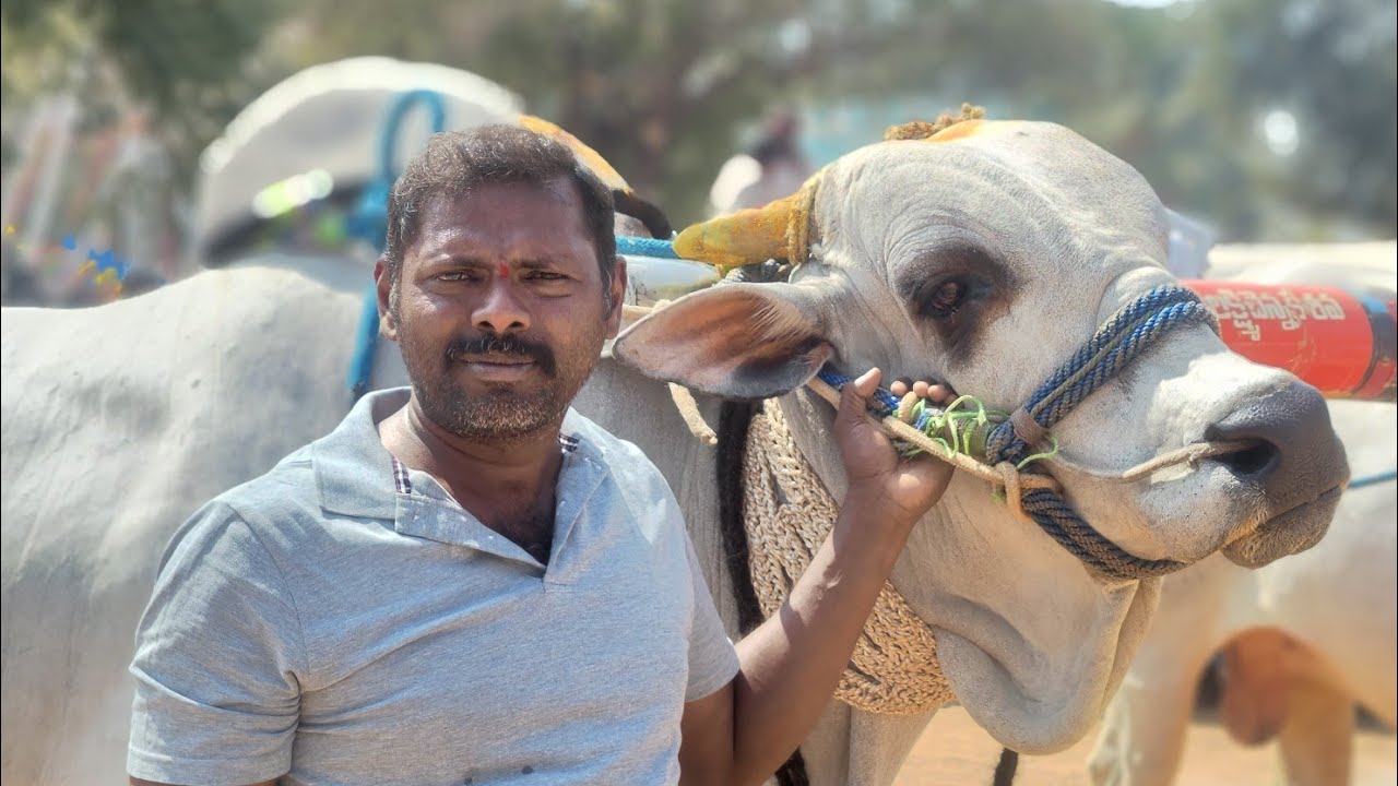 తొండపాడు గ్రామం సీనియర్ విభాగం 7వ జతగౌతమిరెడ్డి రేగడికోత్తురు  2026💥💥💥