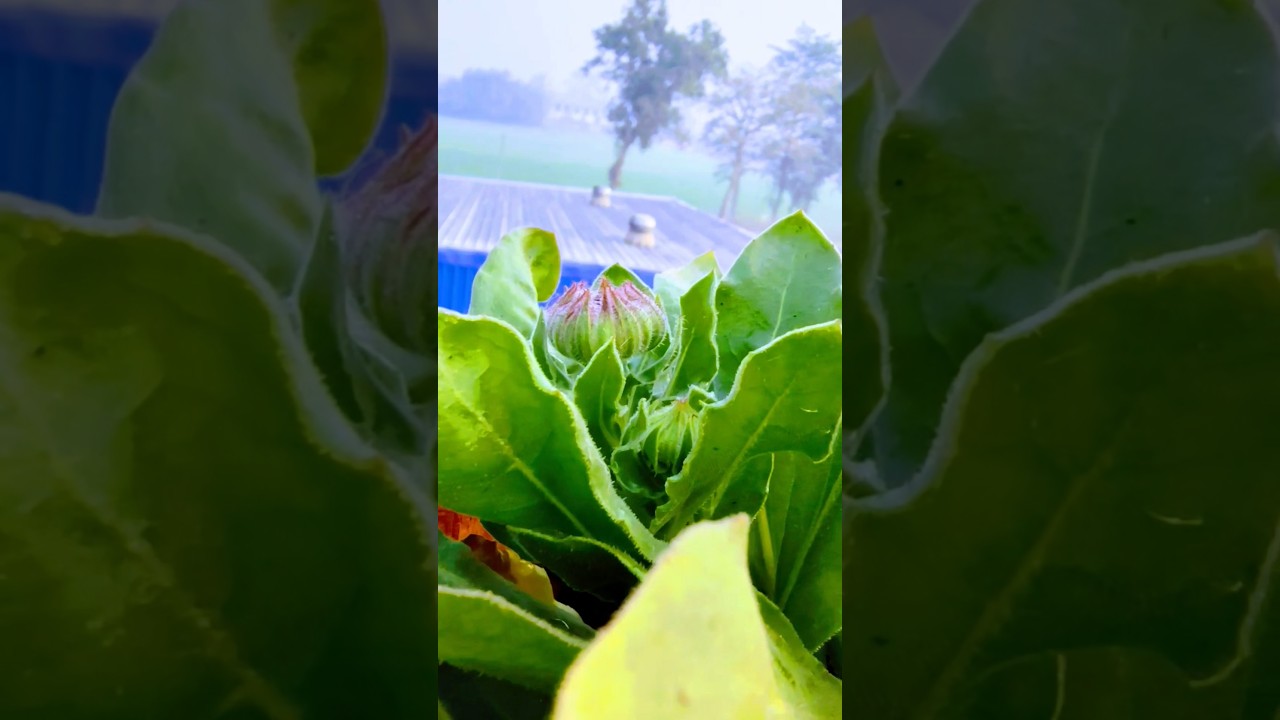 A natural beautiful calendula flowers 🏵️||home gardening|| 
