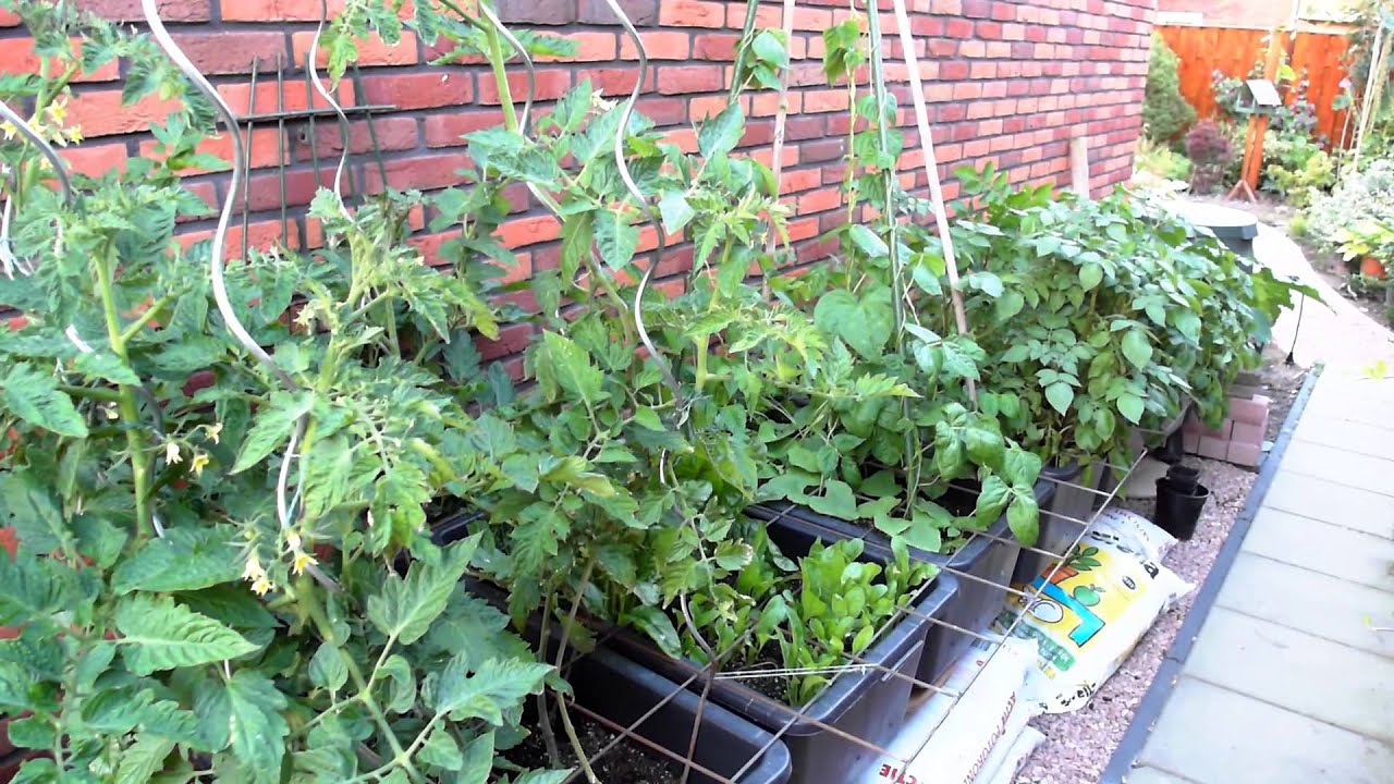 Moestuin op pootjes aan zijkant huis - selfwatering -