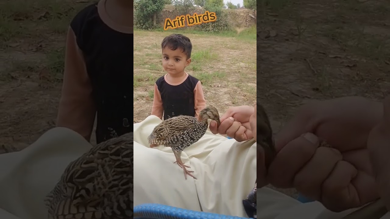 Kala teetar chicks foods video 