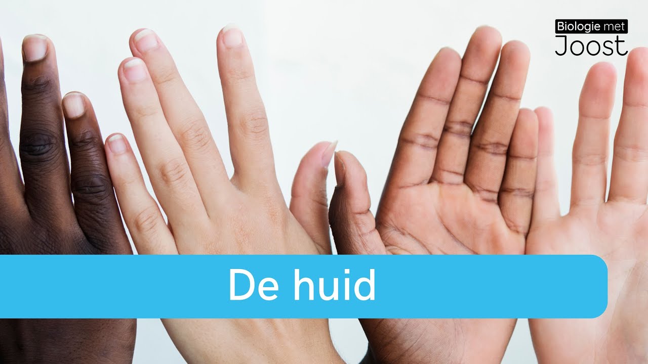 De huid | Samenvatting