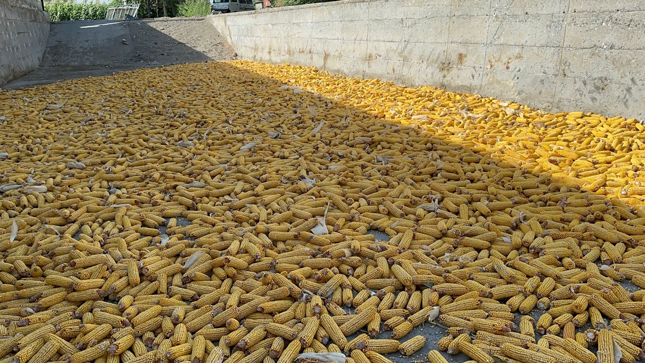 939749797 FERMER AKAMIZDAN 200 TONNA MAKKA TOPIB QÕYDIK ULGURIB QOLING 