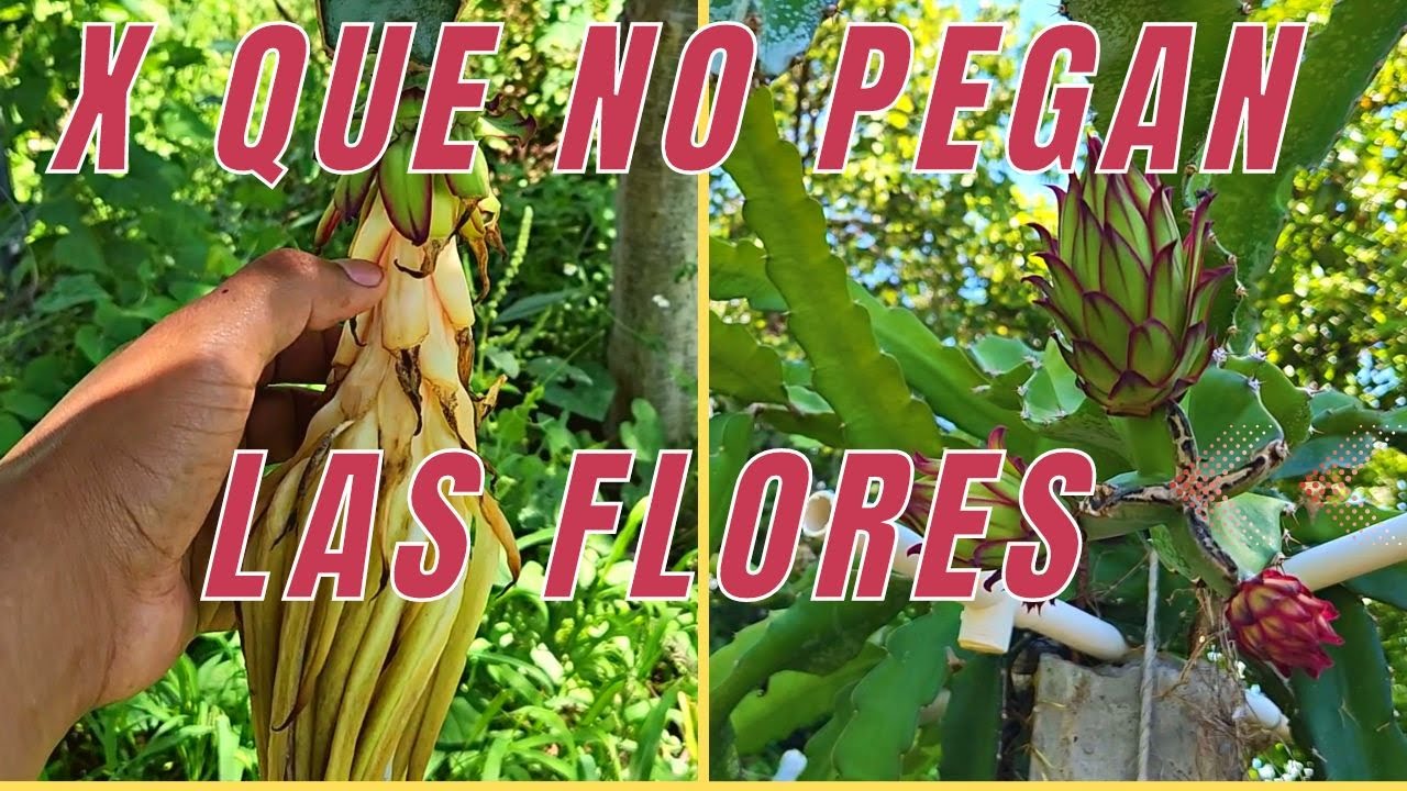 porque no pegan las flores de PITAHAYA  🐲🐉.PORQUE NO DA FRUTO MIS PITAHAYAS