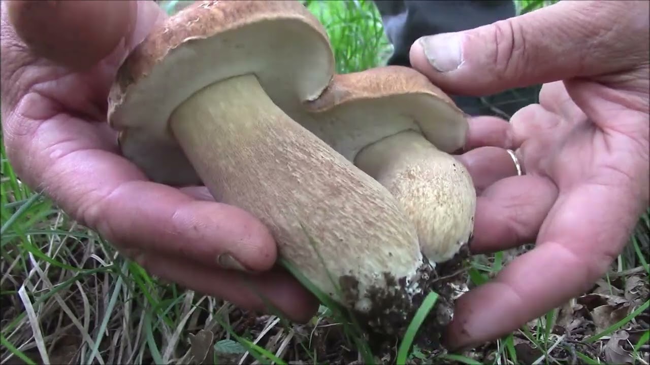 FUNGHI PORCINI 2023....a estatini con tony