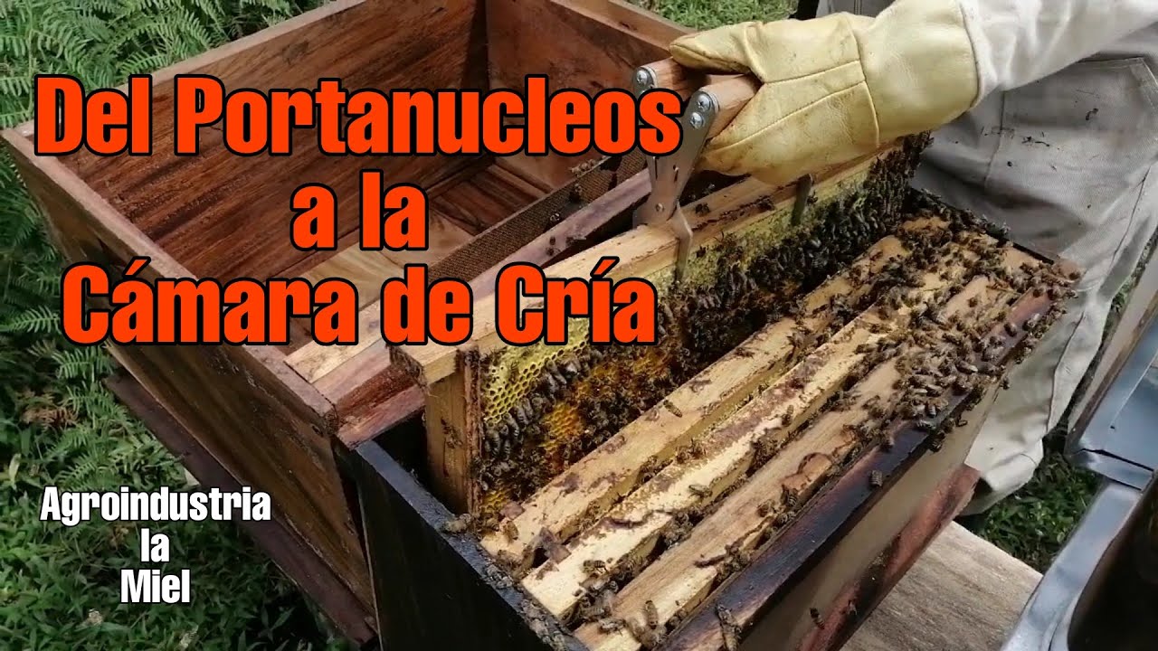 DEL PORTANUCLEOS A LA CÁMARA DE CRÍA, ¿CUANDO SE DEBE HACER EL TRASLADO DE UN NÚCLEO?