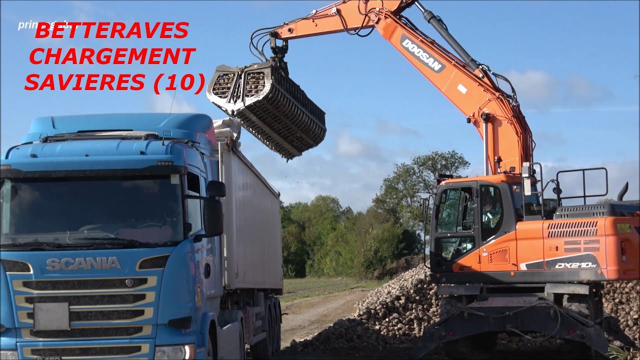 CHARGEMENT DES BETTERAVES / SAVIERES /PELLE DOOSAN /21 OCT 2023 /