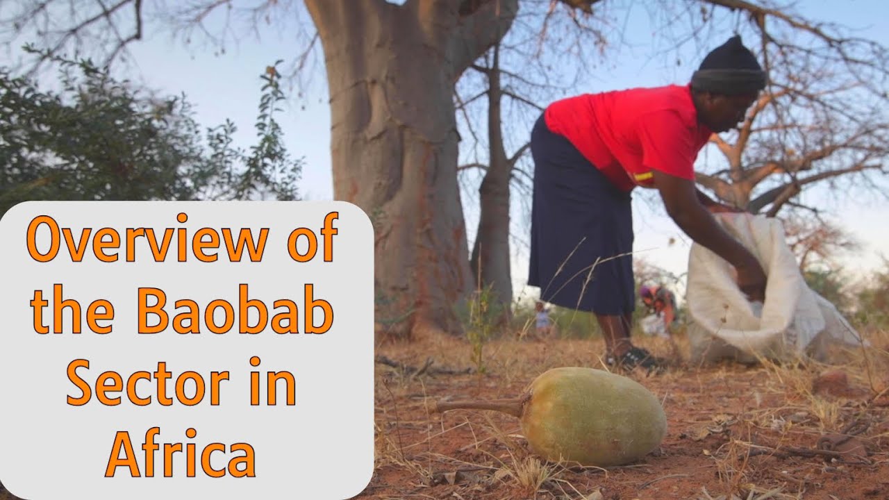 Overview of the Baobab Sector in Africa