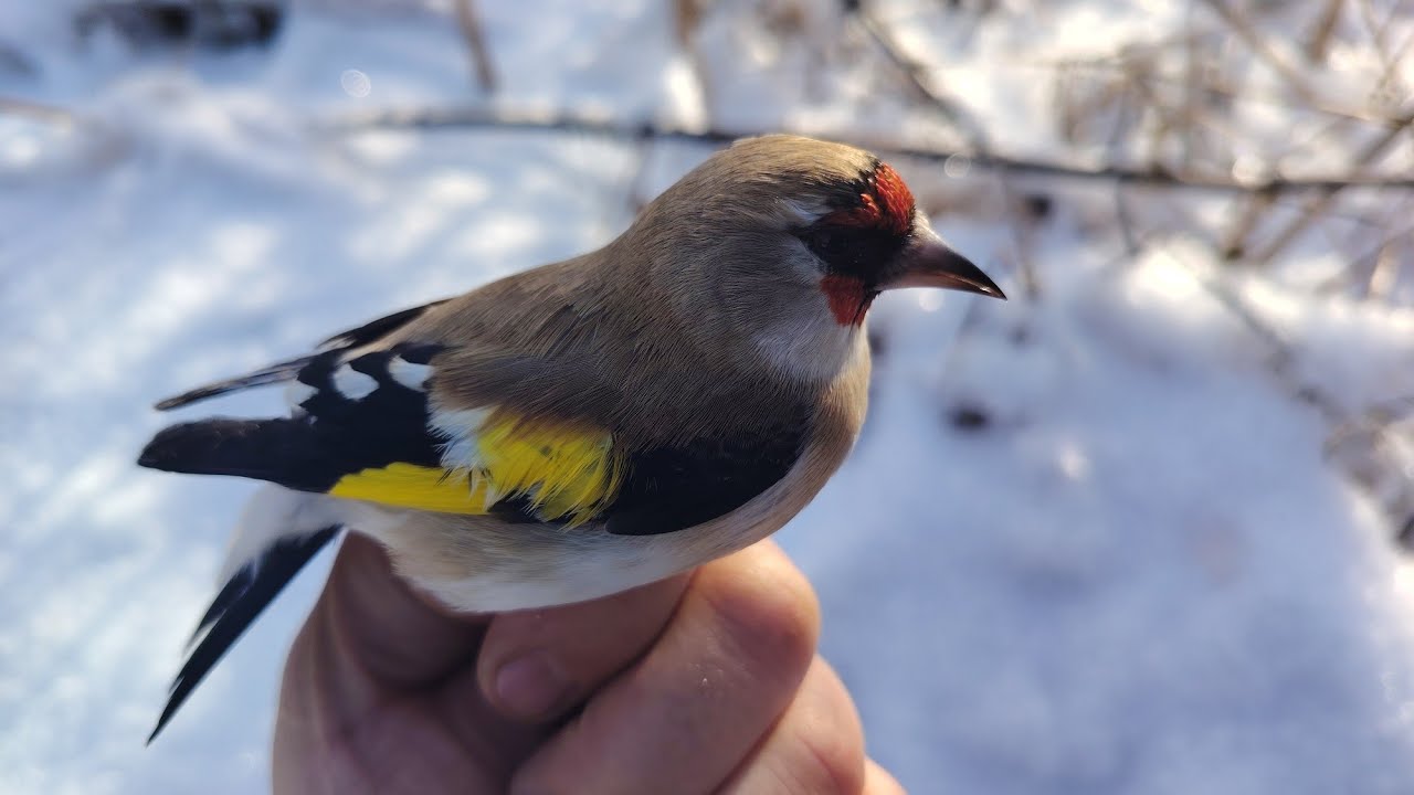 Ловля щеглов