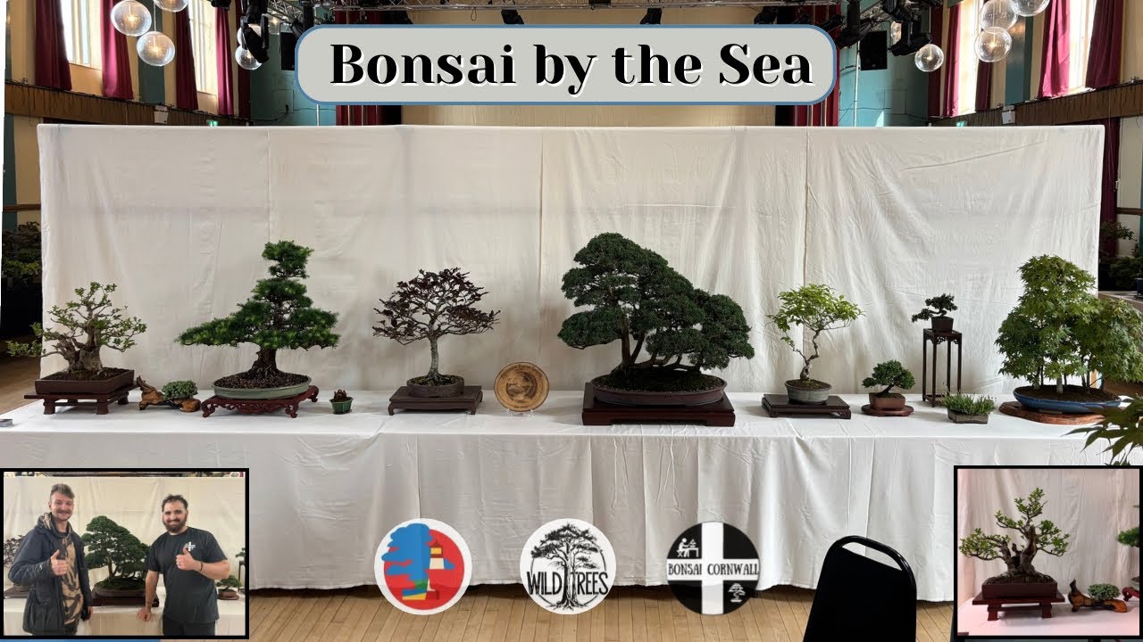 Bonsai by the Sea {2025!}