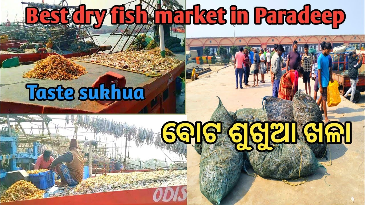 ଶୁଖୁଆ ଖଳା ପାରାଦ୍ୱୀପ ହୋଲସେଲ ମାର୍କେଟ//Best sukhua/odisha famous dry fish  market in Paradeep/odia vlog