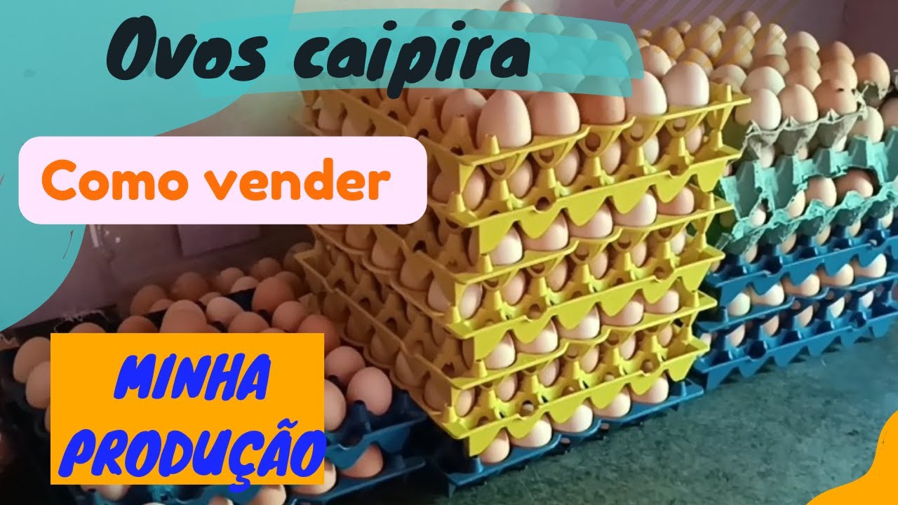 Como e Onde vender minha produ&ccedil;&atilde;o de ovos caipira#ovoscaipira #galinhapoedeira #ovoscaipira #agro