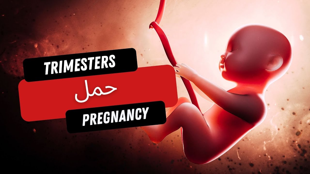 حمل Pregnancy - Trimesters