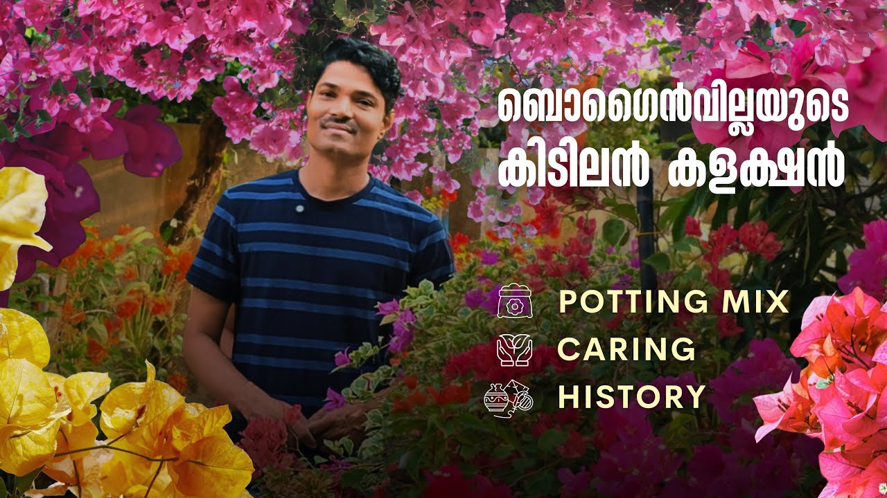 ബൊഗൈൻവില്ലയുടെ കിടിലൻ കളക്ഷൻ  | POTTING MIX | CARE | HISTORY