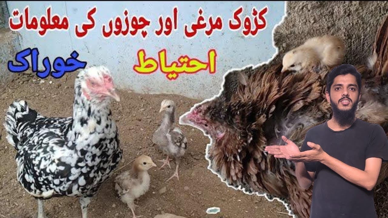 How To Take Care Of Broody Hen | Chicks Care Challenge | Khubaib Pets