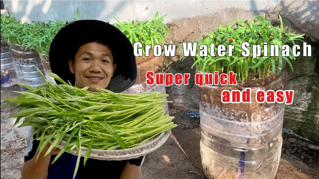 Grow water spinach super quick and easy with this method