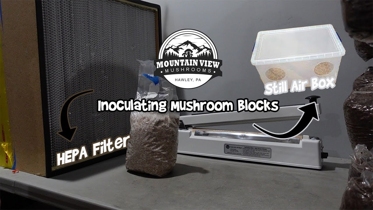 Inoculating Mushroom Blocks