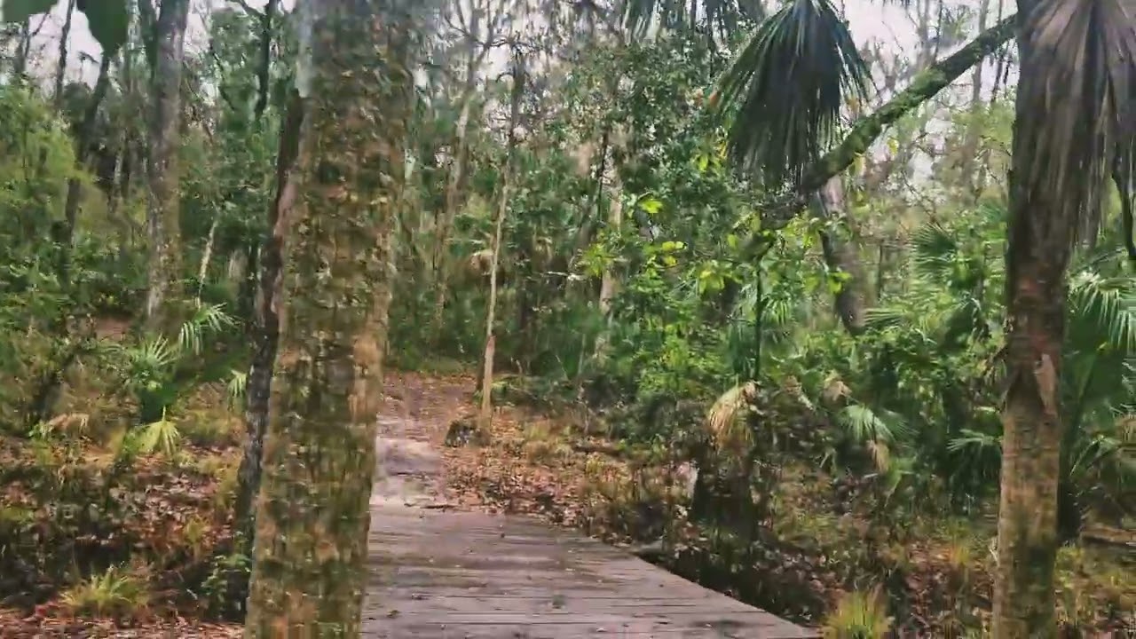 Hiking through Fickett Hammock Preserve on a Rainy Day