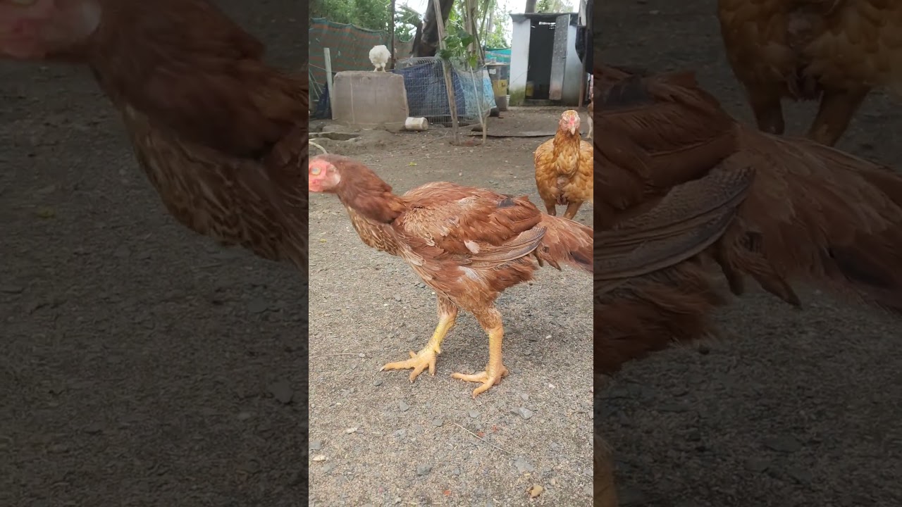 jathi pettalu for sale #
