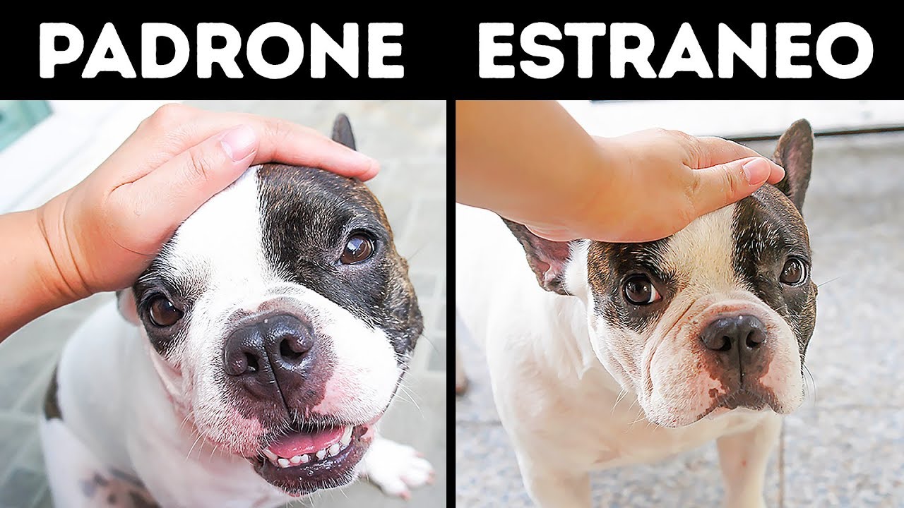 12 Comportamenti che Stressano il tuo Cane