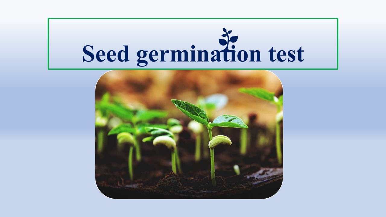 Seed Germination Test (Seed Testing)