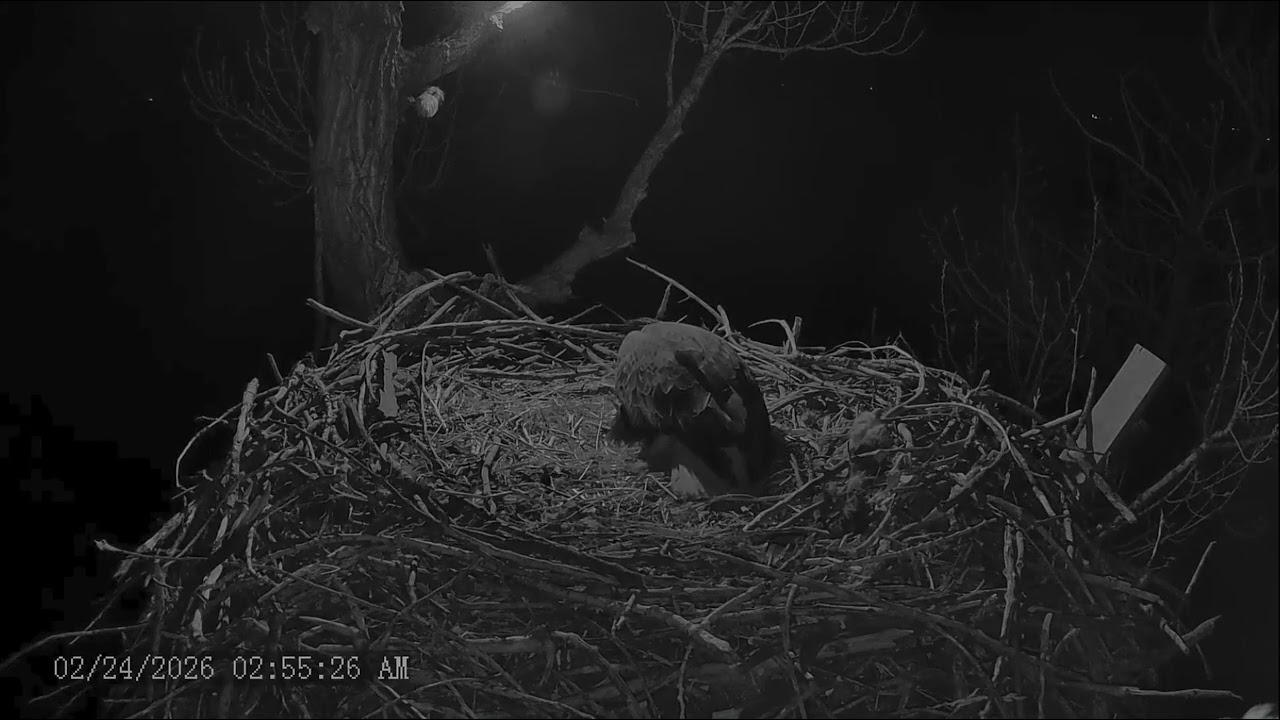 Xcel Energy FSV Eagles 2-24-26 4 am First egg of the season
