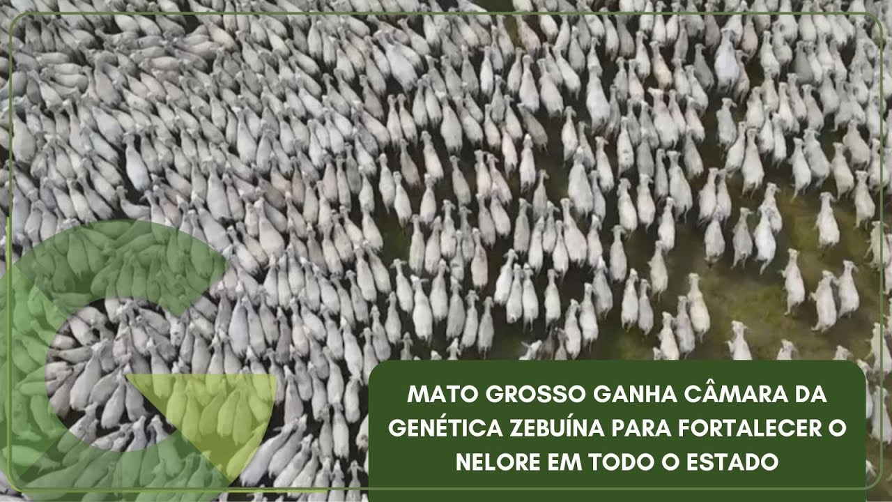 MATO GROSSO GANHA CÂMARA DA GENÉTICA ZEBUÍNA PARA FORTALECER O NELORE EM TODO O ESTADO