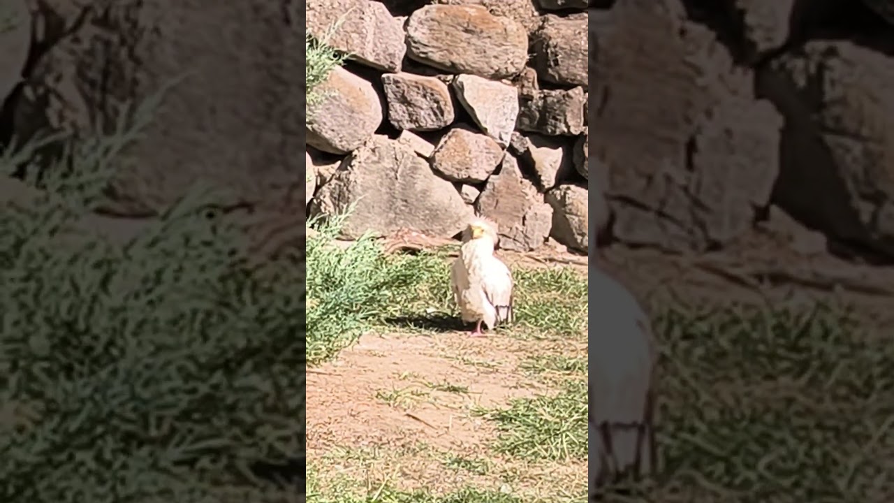 Egyptian vulture #vulture#vultures #bird #birds #accipiter #hawk #zoo #recommended #egyptianvulture